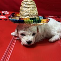 Ozzy - Blue collar - White male Bichon Frise puppy in 63101 (St. Louis Metro Area), Missouri from BichonSTL