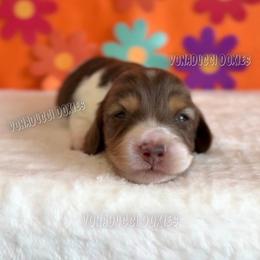 Scooby-Doo - Piebald male Dachshund puppy in Chandler, Arizona from Vonaducci Doxies, LLC.