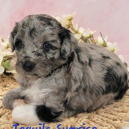 Tequila Sunrise - Blue merle male Aussiedoodle puppy in Boonville, North Carolina from Branch Creek kennels