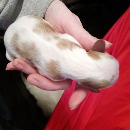 Girl 1 - Cavalier King Charles Spaniel puppy in Grand Blanc, Michigan from Meraki Cavs