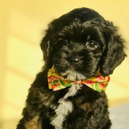 Cavapoo, Cockapoo, and Poodle Puppies from Benji’s Cockapoos