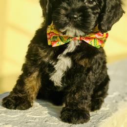 Cavapoo, Cockapoo, and Poodle Puppies from Benji’s Cockapoos