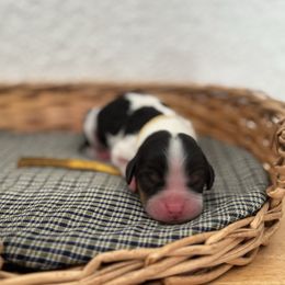 Mr. Yellow - Tri-color male Cavalier King Charles Spaniel puppy in Port Richey, Florida from Sunshine State Cavaliers