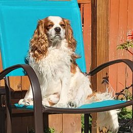 Hunter - Cavalier King Charles Spaniel