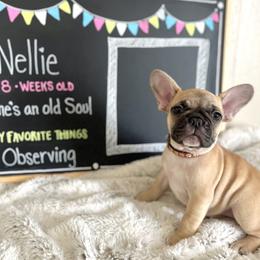Girl 2 - female French Bulldog puppy in Dubois, Idaho from White Hippo Frenchies