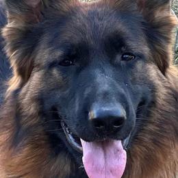Sydney - German Shepherd