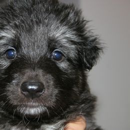 Shiloh Shepherd Puppies from Solace Shilohs