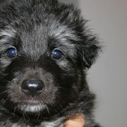 Shiloh Shepherd Puppies from Solace Shilohs