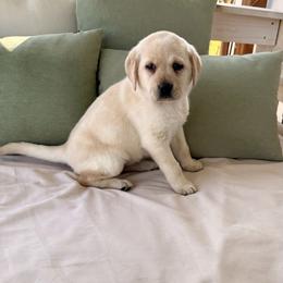 Beau - Yellow female Labrador Retriever puppy in Tekonsha, Michigan from Asher Acres Labs