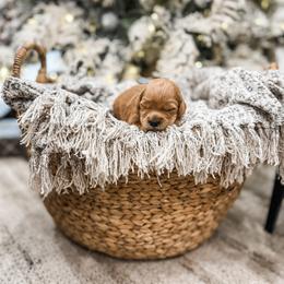 Todd - Red  male Goldendoodle puppy in Benjamin, Utah from Pawsitively Perfect Pup Co.