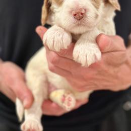 Boy 2 - Cream male Australian Labradoodle puppy in Bend, Oregon from High Desert Labradoodles