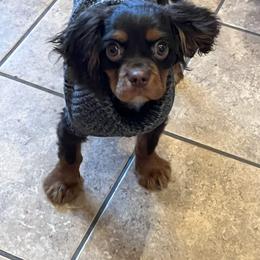 Cavalier King Charles Spaniel puppies from Treasure Valley Poodles