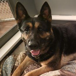 Elsa - German Shepherd