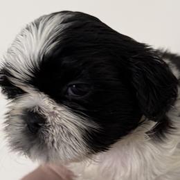 LUCKY PRINCE of the Empress - Black and white male Shih Tzu puppy in Ellicott City, Maryland from Dr. Dmitriy Kurenbin PURE SHIH TZU Puppies