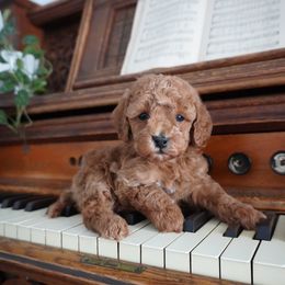 Gabby - Red female Cockapoo puppy in Shipshewana, Indiana from Home Raised Cockapoos