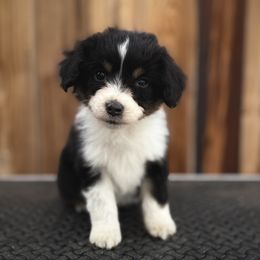 Boy 2 - male Miniature American Shepherd puppy in Snyder, Texas from RLA Miniature American Shepherds