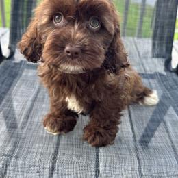 Orange collar - Brown female Cockapoo puppy in Berea, Kentucky from Blair’s Furry Friends