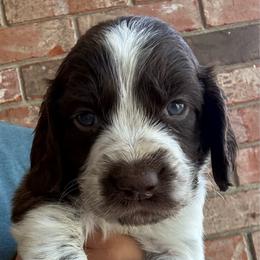Voyageur - Liver white and roan male English Springer Spaniel puppy in Pensacola, Florida from LeichtHouse Kennel