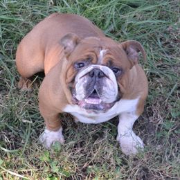 Addison - Bulldog