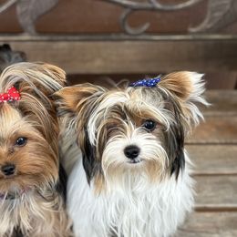 Golden Mountain Doodles and Yorkshire Terriers from Yorkie To Hapiness