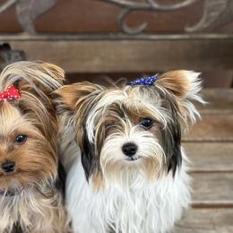 Golden Mountain Doodles and Yorkshire Terriers from Yorkie To Hapiness
