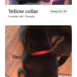 Red collar - Black and mahogany male Rottweiler puppy in Hermitage, Tennessee from Morris Rottweilers