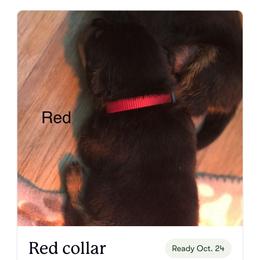 Red collar - Black and mahogany male Rottweiler puppy in Hermitage, Tennessee from Morris Rottweilers