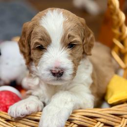 Lucky Jasper - Phantom male Goldendoodle puppy in Great Falls, Montana from AnneLuna Goldendoodles