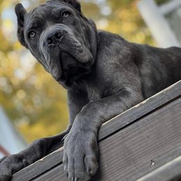 Biewer Terrier, Cane Corso, and Yorkshire Terrier Puppies from Exotic Yorkie Imports & Cessna Cane Corso