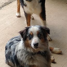 Australian Shepherds from Cross Road Country Aussie's