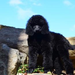 Poodle Puppies from D and D Standard Poodles