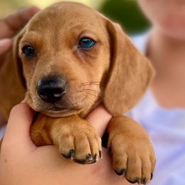 Otto - Red Dachshund puppy in Washington, Indiana from The Pupsqueakery