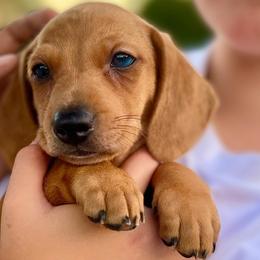 Otto - Red Dachshund puppy in Washington, Indiana from The Pupsqueakery