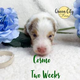 Cosmo - Red merle male Australian Shepherd puppy in Falmouth, Kentucky from Queen City Farm