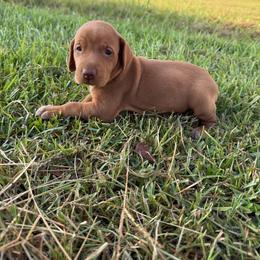 Boy 3 - Golden rust male Vizsla puppy in Blythewood, South Carolina from Mickle Farm Vizslas