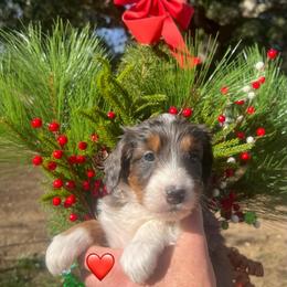 Vixen - Blue merle female Bernedoodle puppy in Temecula, California from Country Hills Doodles