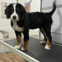 Darla - Bernese Mountain Dog
