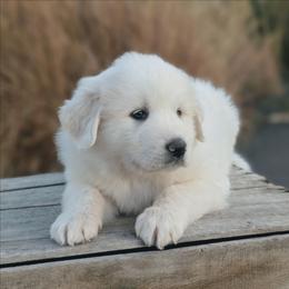 Boy 2 Orange - White male Great Pyrenees puppy in Yakima, Washington from Naches Heights Ranch