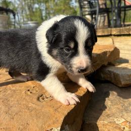 Girl2 - Tri-color female Border Collie puppy in Michie, Tennessee from Rivendell Border Collies