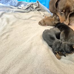Dachshund Puppies from Lats Doxies
