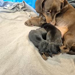 Dachshund Puppies from Lats Doxies