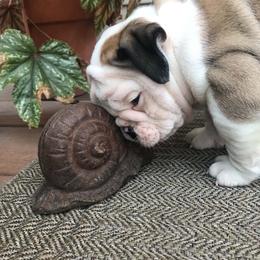 Tehya (purple teal) - Red brindle and white female Bulldog puppy in Laurel, Montana from Bull Mountain Bulldogs