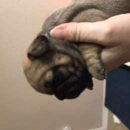 French Bulldog Puppies from PNW French Bulldogs