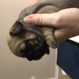 French Bulldog Puppies from PNW French Bulldogs
