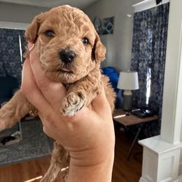 Boy 1 Oliver AKC - Apricot male Poodle puppy in Lees Summit, Missouri from Divine K9s LLC