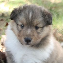 Monty - Shetland Sheepdog puppy from Retter Ridge