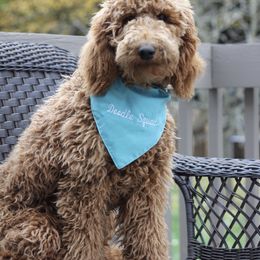 Annie - Goldendoodle