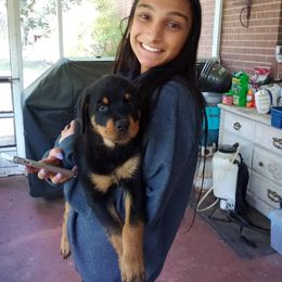 Rottweiler Puppies from Vom Jobaer Rottweilers