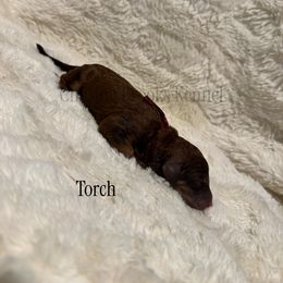 Torch - Sable male Poodle puppy in Troy, Alabama from Redmond Rose Kennel