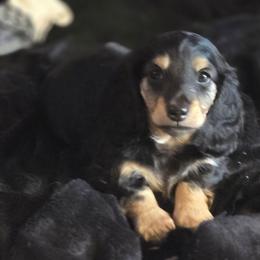 Smaller black and cream - Black and cream male Dachshund puppy in Ethel, Washington from Mickey's Miracle Doxies